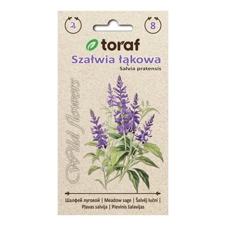 Frø af engsalvie - Langtidsblomstrende og bivenlig staude