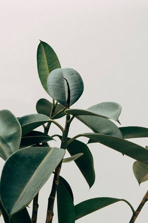 Malerifabrikken - Poster Ecologique - Grønn - Postere - Fra Homeroom