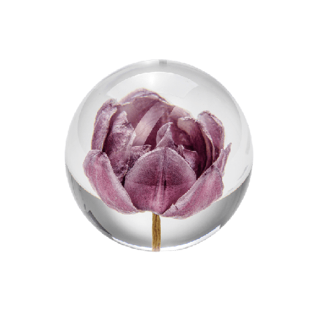 In Flore Tulpan Pappersvikt Inredningsdetaljer Lila