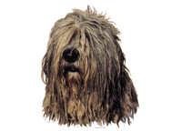 Bergamasco - klistremerker
