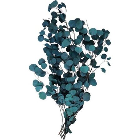 Sporgo Eukalyptus Tørrede Blomster Ægte, Eukalyptus Tørrede Blomster