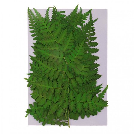 12x ægte pressede tørrede blomsterblade DIY kunst håndværk harpiks smykker bogmærker