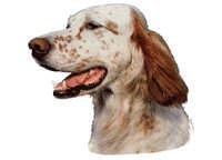 Engelsk setter orange og hvit - klistremerker