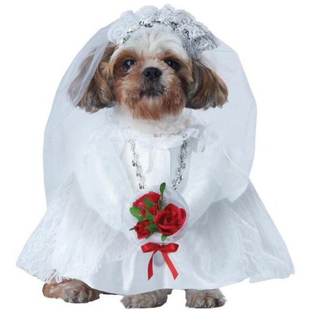 Hunddräkt Brud