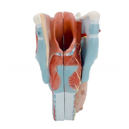 Human Larynx Anatomy Model, 2x forstørret Anatomical Larynx Model Aftagelig Human Throat Model Anatomi for sygdomsundersøgelse