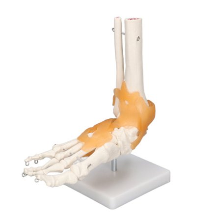 Anatomisk model af menneskelig fod, ankel, skelet, knogler, ligament, 1 til 1, naturlig størrelse