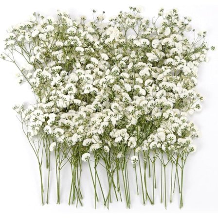 Tørkede blomster Brudeslør Tørket 90-110 Stykker Naturlige Tørkede Blomster Tørket Blomst Mini Tørkede Blomster Tørket Blomsterdekorasjon