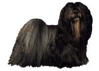 Lhasa Apso mørk - klistremerker