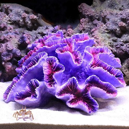 1 st Poly Coral TRIM, Aquarium Coral TRIM 6 2/5" x 5 1/2" x 2