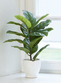 Konstväxt Fiolfikus Grön - Mr Plant