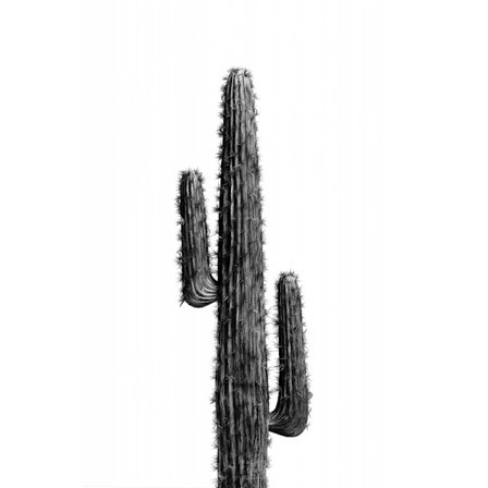 Cactus Black And White 01