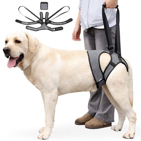 Ulkona koiran takajalkojen tukivaljaat - Liikkuvuusapu loukkaantuneille ja vanhoille koirille L