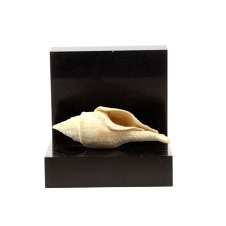 Kivet ja mineraalit. Clavilithes noae. 138,00 senttiä. Damery, Marne, Ranska.