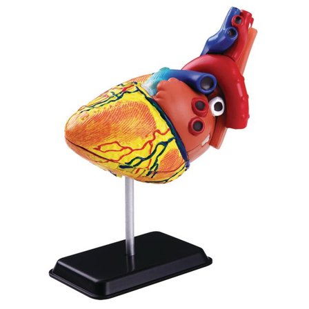 EDU-TOYS Anatomisk modell Hjärta 14 cm - Lyreco - Skola och förskola - Klassrummet / Lära - Anatomi