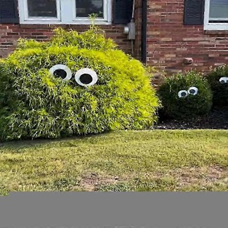 Halloween Øjne til Buske, Store Goog Øjne til Buske, Store Goog Øjne til Buske