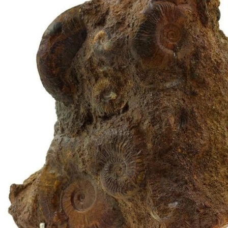 Sten og mineraler. Toarcisk ammonit + jern. 2767,5 øre. La Verpilliere mine, Isère, Frankrig.