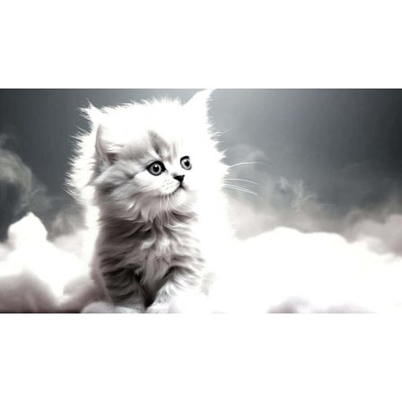 Katt Affisch Vit 30×40 CM