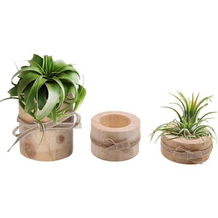 Træ luftplanteholder Træ luftplantebeholder 3 træ luftplanter Terrarium Holder Sukkulente Te lys Holder