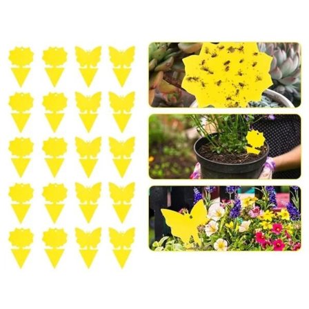 20 kpl tahmea ansoja, tahmea hedelmäkärpäs ja kasvihyttynen