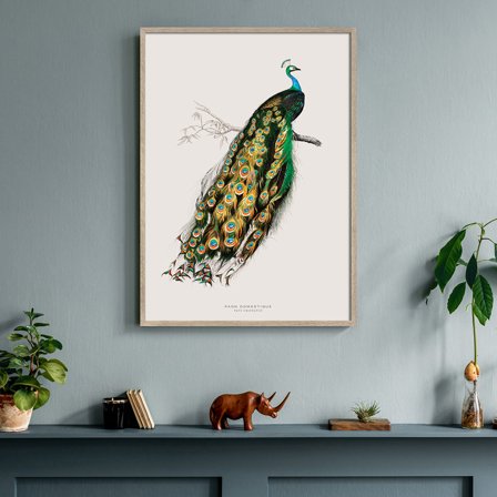 Påfugl — Plakat med flot illustration af fugl fra Nature Remixed by Gehalt