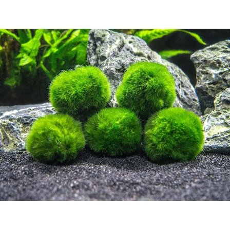 *10 Marimo Mossbollar 2,5 cm*