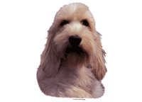 Petit basset griffon vendeen, liten - klistremerker