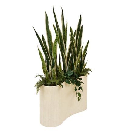 Sansevieria Sky højde 163 cm med keramikpotte