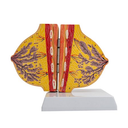 Anatomisk brystmodel viser detaljer om bryststruktur, kvindelig brystanatomimodel med detaljeret struktur til hospital