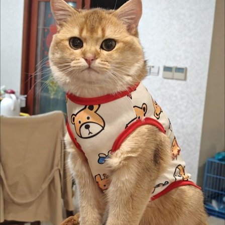 Kattkläder mot håravfall, små kattkläder, sommarkläder, roliga mönster, mjölkkatter, kattungar, husdjur, tunna husdjursvästar