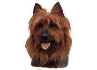 Australsk terrier - klistremerker