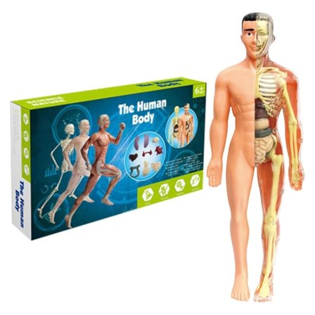 Menneskekroppsmodell for barn - Interaktiv anatomimodell helt gjennomsiktig med bein, organer, anatomi og fysiologi læringsverktøy