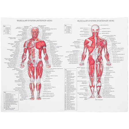 Menneskelig Muskelsystem Lerret Plakat Anatomisk Hengende Bilde Romdekorasjon for Hjem Skole Sykehus Restaurant (44x33cm)