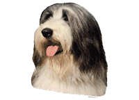 Bearded collie - klistremerker