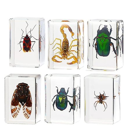 6-pack Insekts Resin Exemplar Cicada Samling Brevvikt Spindel Resin Exemplar Olika Insekter