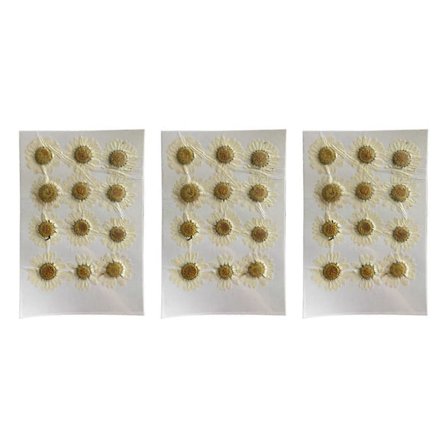 Naturlige Tørrede Blomster Hvid Tusindfryd Presset Blomst til Smykker Negleklistermærker Tørret Krysantemum