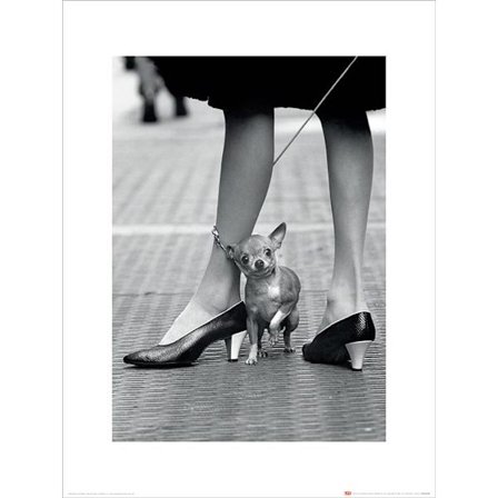 Time Life - Chihuahua