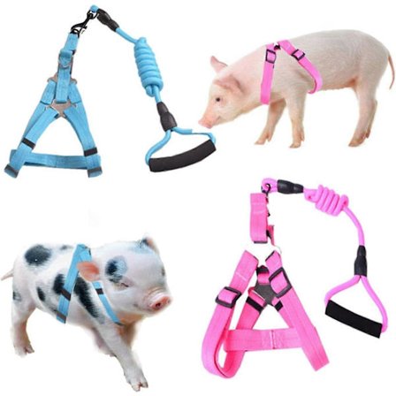 Mini Grise Sele, 2 Stykker Justerbar Lille Grise Sele med Snor Sæt Kæledyrsgris