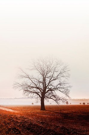 Malerifabrikken - Juliste Graceland - Ruskea - Julisteet - - Homeroom