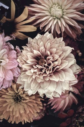 Malerifabrikken - Plakat Opulent 5 - Rosa - Posters - Fra Homeroom