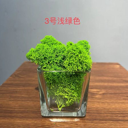 Konservert mose DIY-materiale for veggkunst og håndverk 500g eske