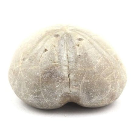 Sten og mineraler. Fossil søpindsvin, Toxaster Amplus. 132,75 øre. Claix, Isère, Frankrig.