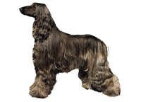 Afghansk Mynde mørk stående - klistremerker