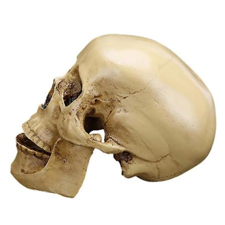 Resin Human Skull Model Halloween Bar Dekoration 1st