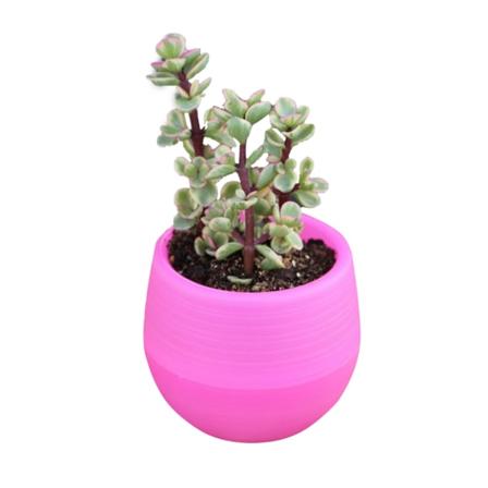 Sukkulent potte mini frøplante blomsterbeholder plast blomsterpotte for hage gårdsplass balkongRose rød