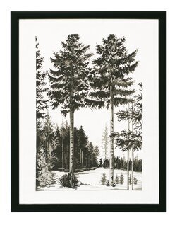 Bild Waldlichtung - Permin