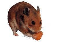 Hamster - klistremerker - S