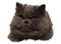 Perser blå - klistremerker