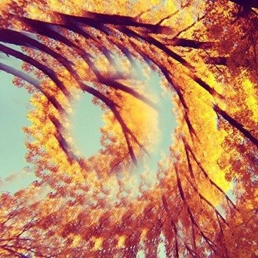 Forest bathing A Hawk and a Hacksaw