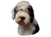 Old english sheepdog hode - klistremerker