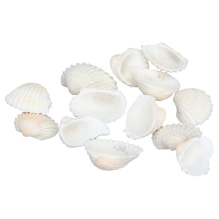 Elegant Shell Smykker Håndværk DIY Muslingesæt til Strand Bryllup Hjemmeindretning